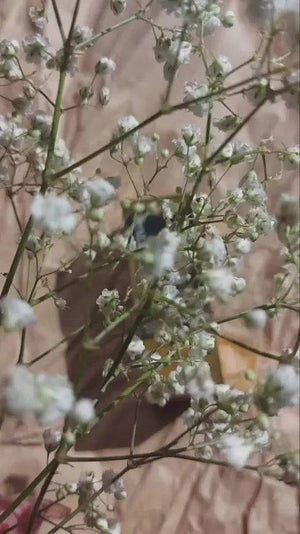 Muicin - Organic Ginger Hair Growth Oil - 50ml - My Store